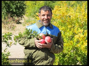 برداشت انار از باغ 8 هکتاری شهرداری ارسنجان