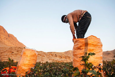 برداشت پنبه در شرفویه لارستان