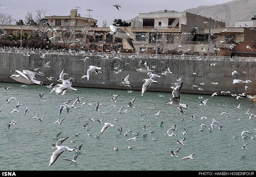 حاشیه بلوار چمران