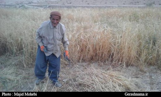 برداشت جو و گندم توسط کشاورز زحمتکش گراشی