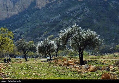 طبیعت بهاری تنگ بوان