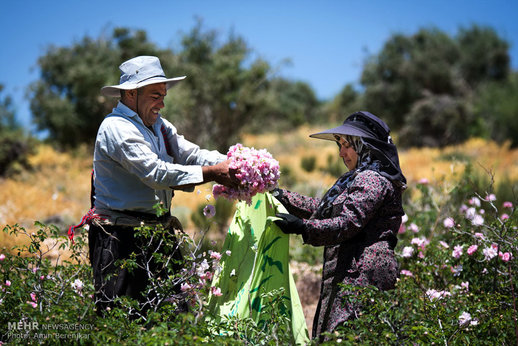 برداشت گل محمدی دیم و گلاب گیری در روستای لایزنگان شهرستان داراب