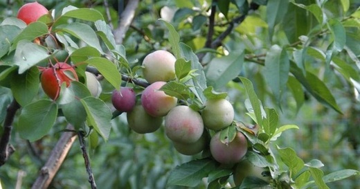 40 میوه مختلف از یک درخت!