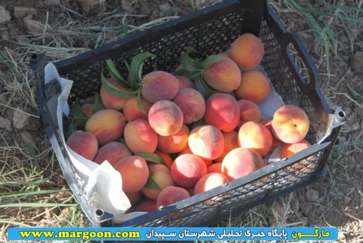 برداشت هلو از باغات سپیدان