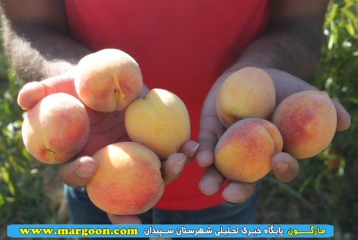 برداشت هلو از باغات سپیدان