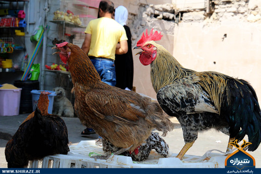 بازار پرنده فروشان شیراز