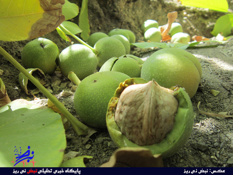 برداشت گردو از باغات مشکان نی ریز