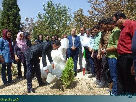کاشت درخت توسط عروس و داماد مرودشتی در روز عروسی