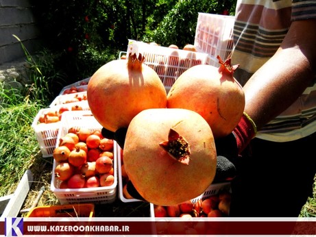 برداشت انار از انارستان های کازرون
