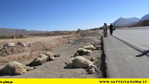 تصادف اتوبوس با گله گوسفند در محور سروستان-فسا