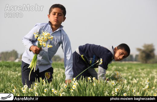 آغاز برداشت گل نرگس از نرگس زارهای نورآباد شهرستان مُهـر