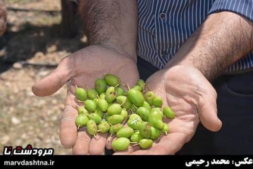 تگرگ به باغ های سیدان خسارت زد