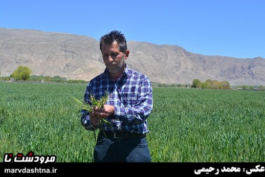سرمازدگی به زمین های کشاورزی سیدان خسارت زد