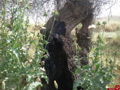 قطع و آتش زدن درختان در جنگل منطقه بردنگان شهرستان نورآباد ممسنی