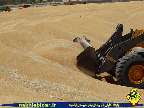 ذخیره 6500 تن گندم در فراشبند
