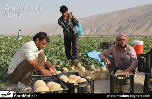 برداشت شمام در شهرستان مُهـر