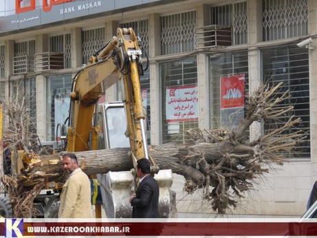 قطع تاسف‌بار درخت از هفته منابع طبیعی تا روز جهانی محیط زیست در کازرون