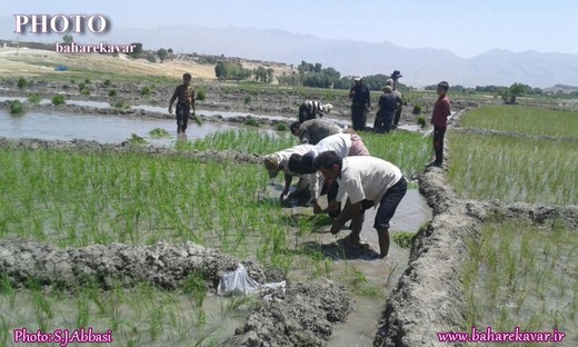 آغاز نشا برنج در فرمشکان کوار