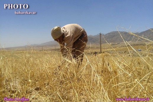 درو جو در شهرستان کوار